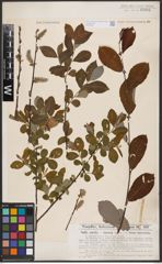 Foto von Salix aurita L. x Salix cinerea L.